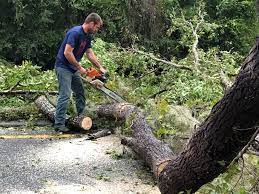 Best Tree Cabling and Bracing  in Roscoe, IL