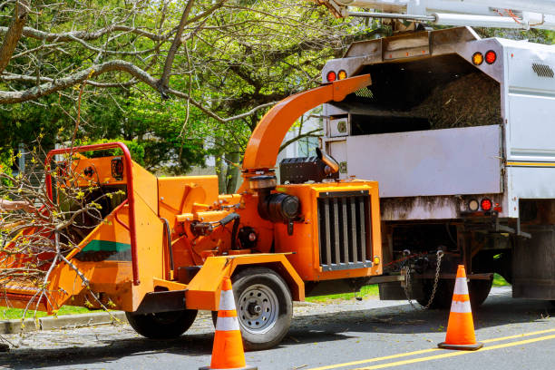 Best Stump Grinding and Removal  in Roscoe, IL