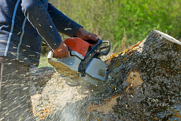 Roscoe, IL  Tree Services Company