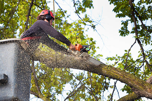 Best Tree Maintenance Programs  in Roscoe, IL