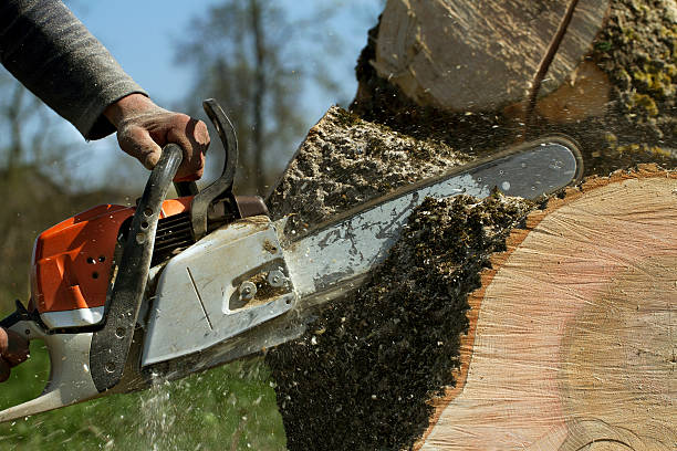  Roscoe, IL Tree Services Pros